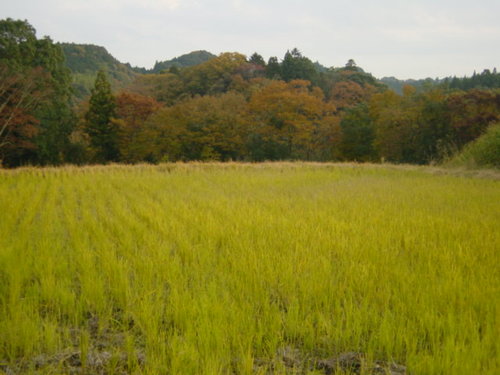 Dsc02517